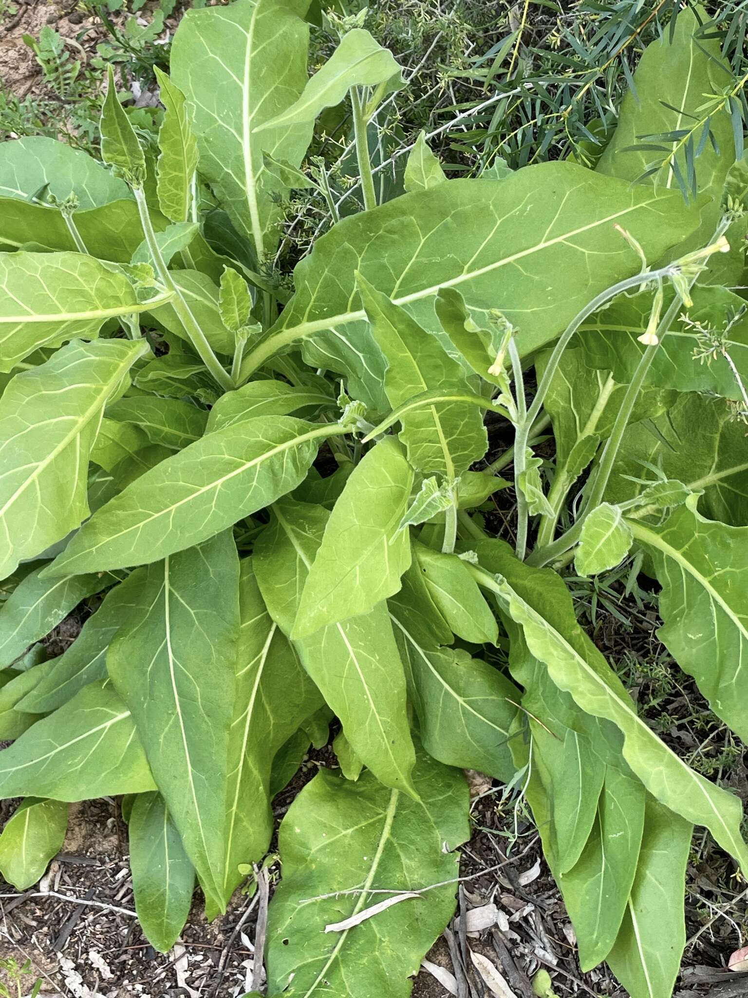 Nicotiana goodspeedii Wheeler的圖片