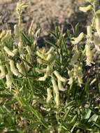 Imagem de Astragalus racemosus var. treleasei C. L. Porter