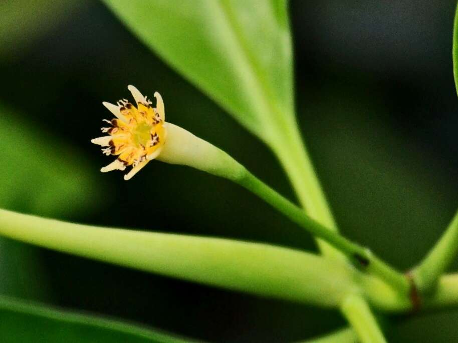 Image of Smallflower Bruguiera