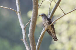 Image of Himalayan Cuckoo