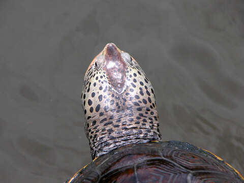 Image of Malaclemys terrapin pileata (Wied 1865)