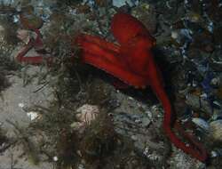 Image of southern white-spot octopus