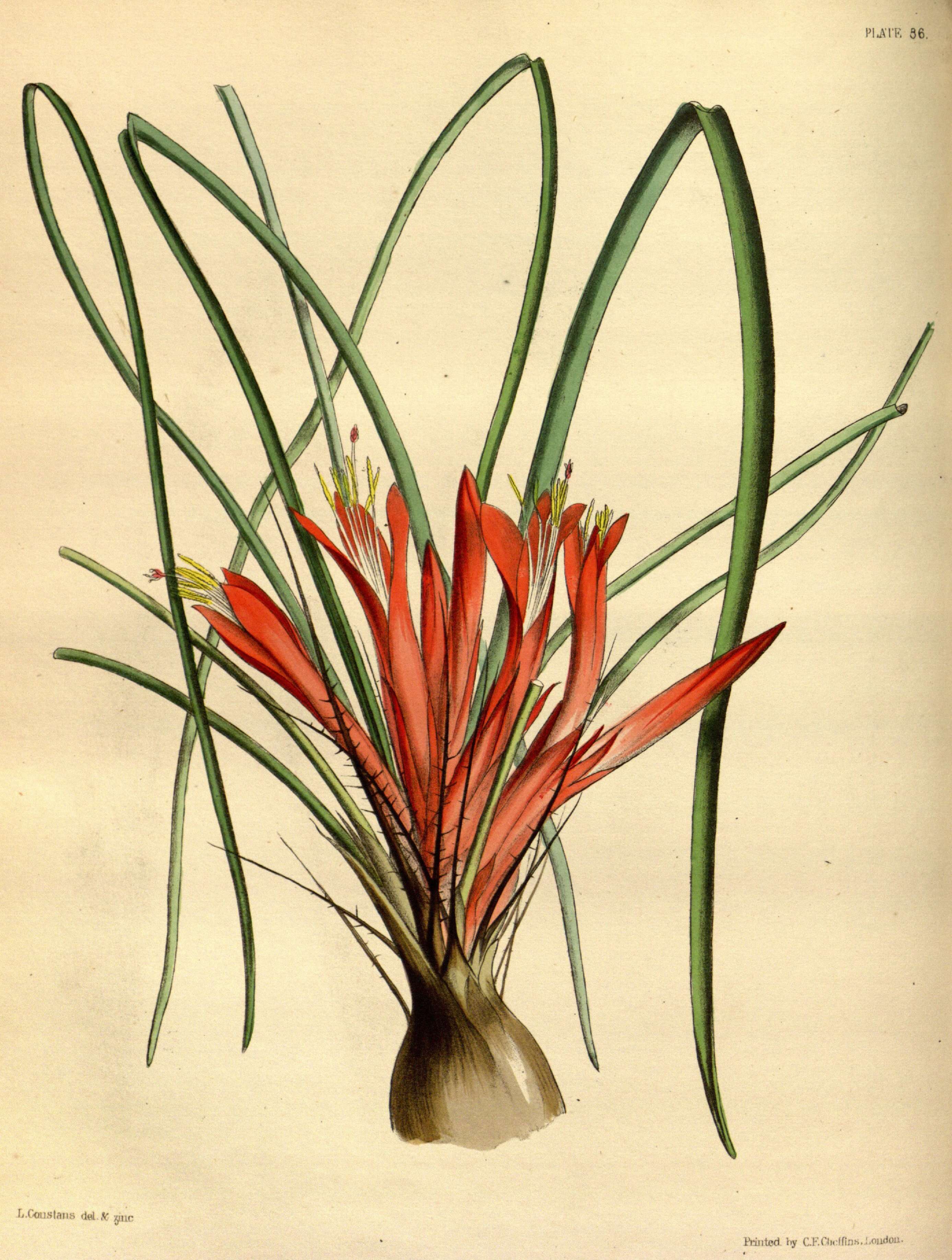 Image of Pitcairnia heterophylla (Lindl.) Beer