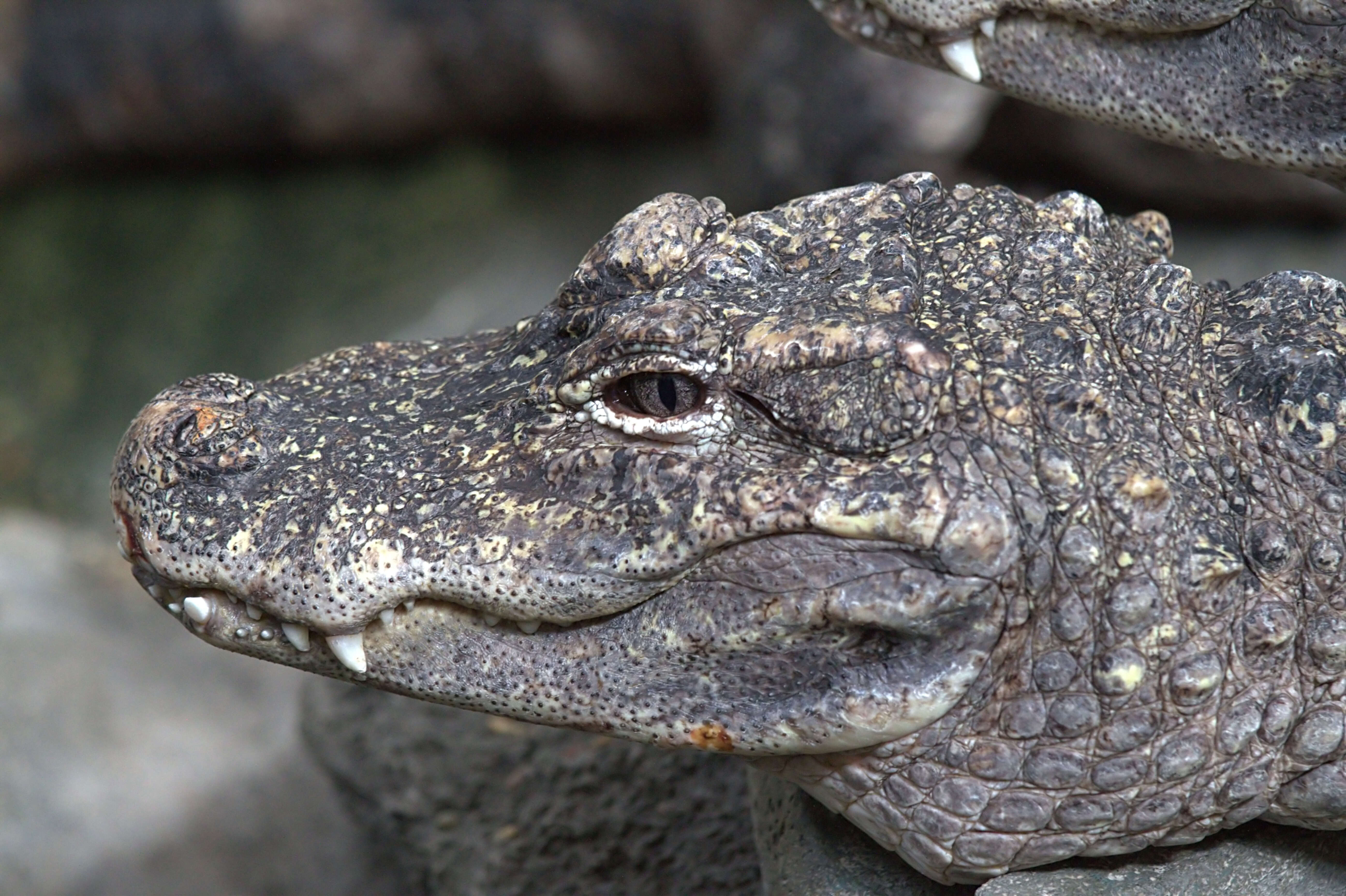 Image of Chinese alligator