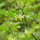 Image of Solanum atropurpureum Schrank