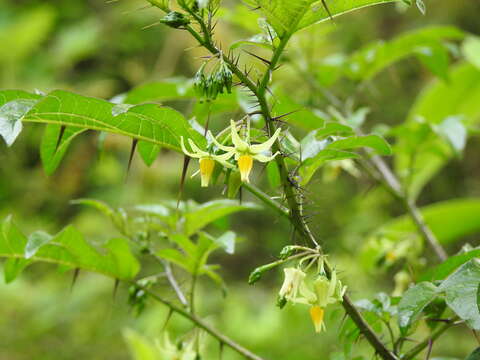 Imagem de Solanum atropurpureum Schrank