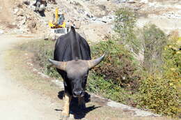 Image of Gaur