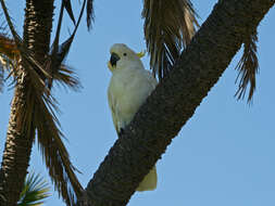 Image of Sulphur-crested Cockatoo