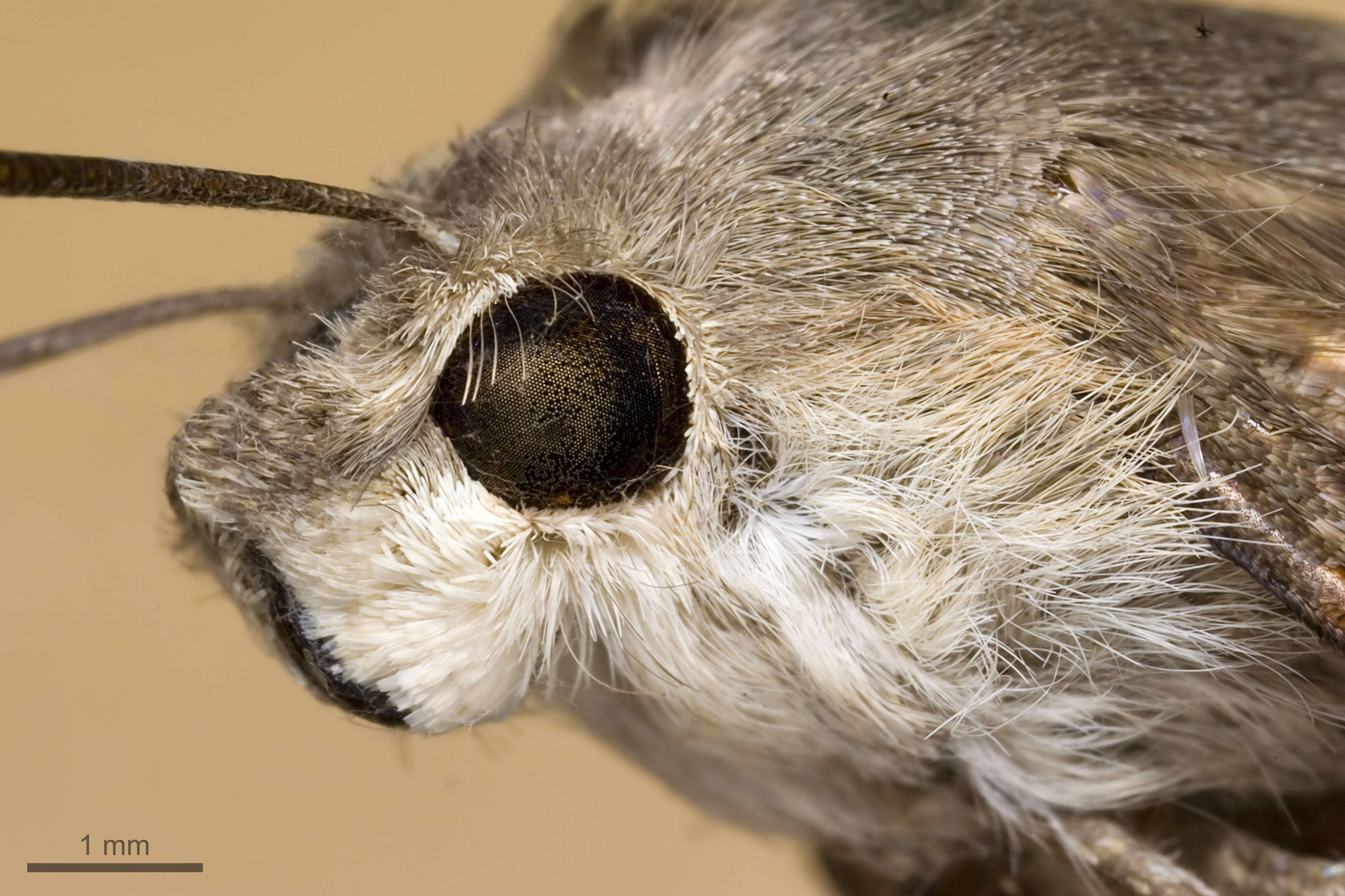 Image of humming-bird hawk moth