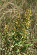 Plancia ëd Solidago pallida (Porter) Rydb.