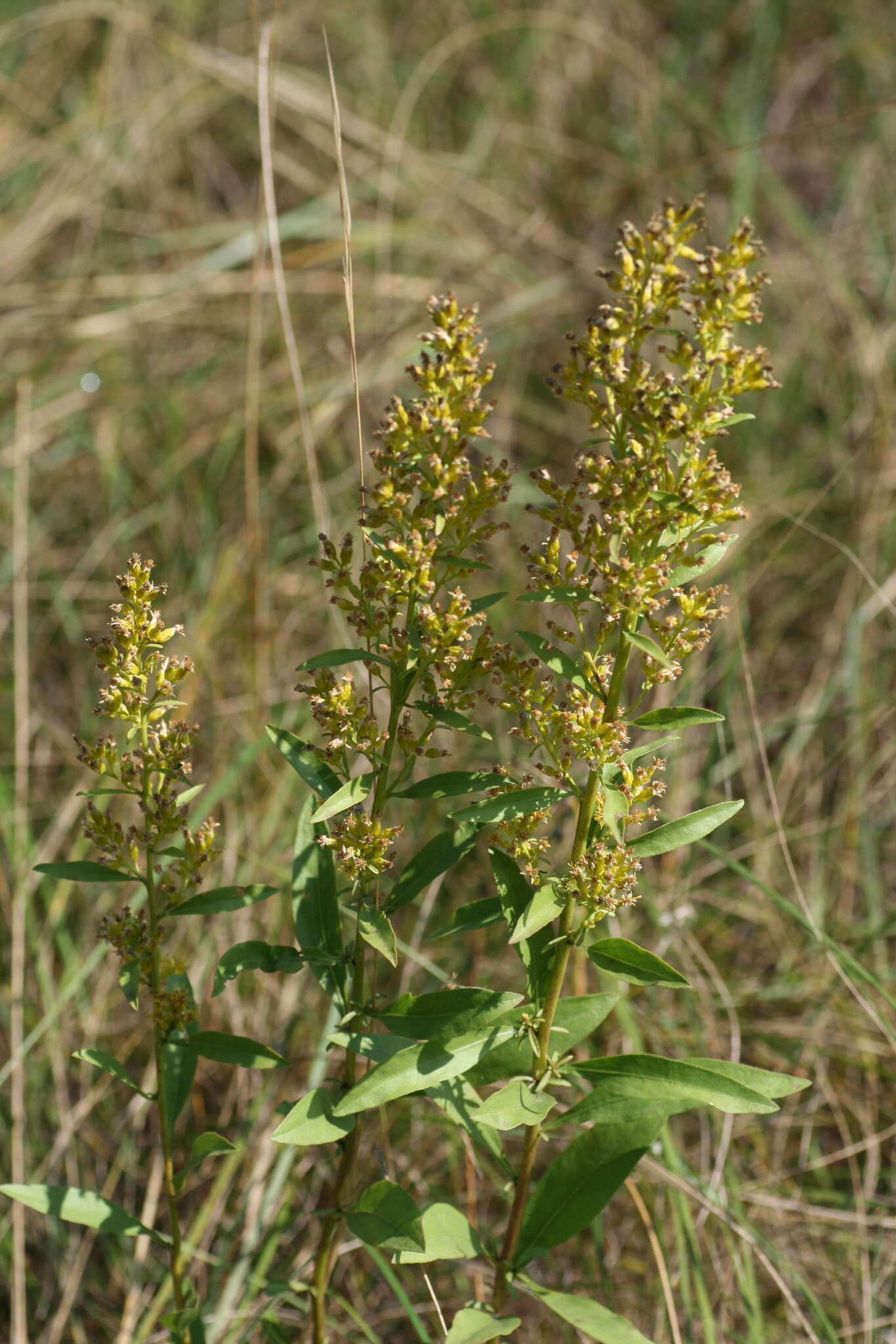 Plancia ëd Solidago pallida (Porter) Rydb.