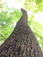 Image of American Ash