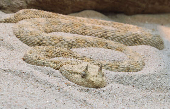 Image of Saharan horned viper