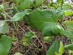 Image of Calystegia lucana (Ten.) G. Don fil.