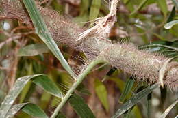 Image of Hairy Mary