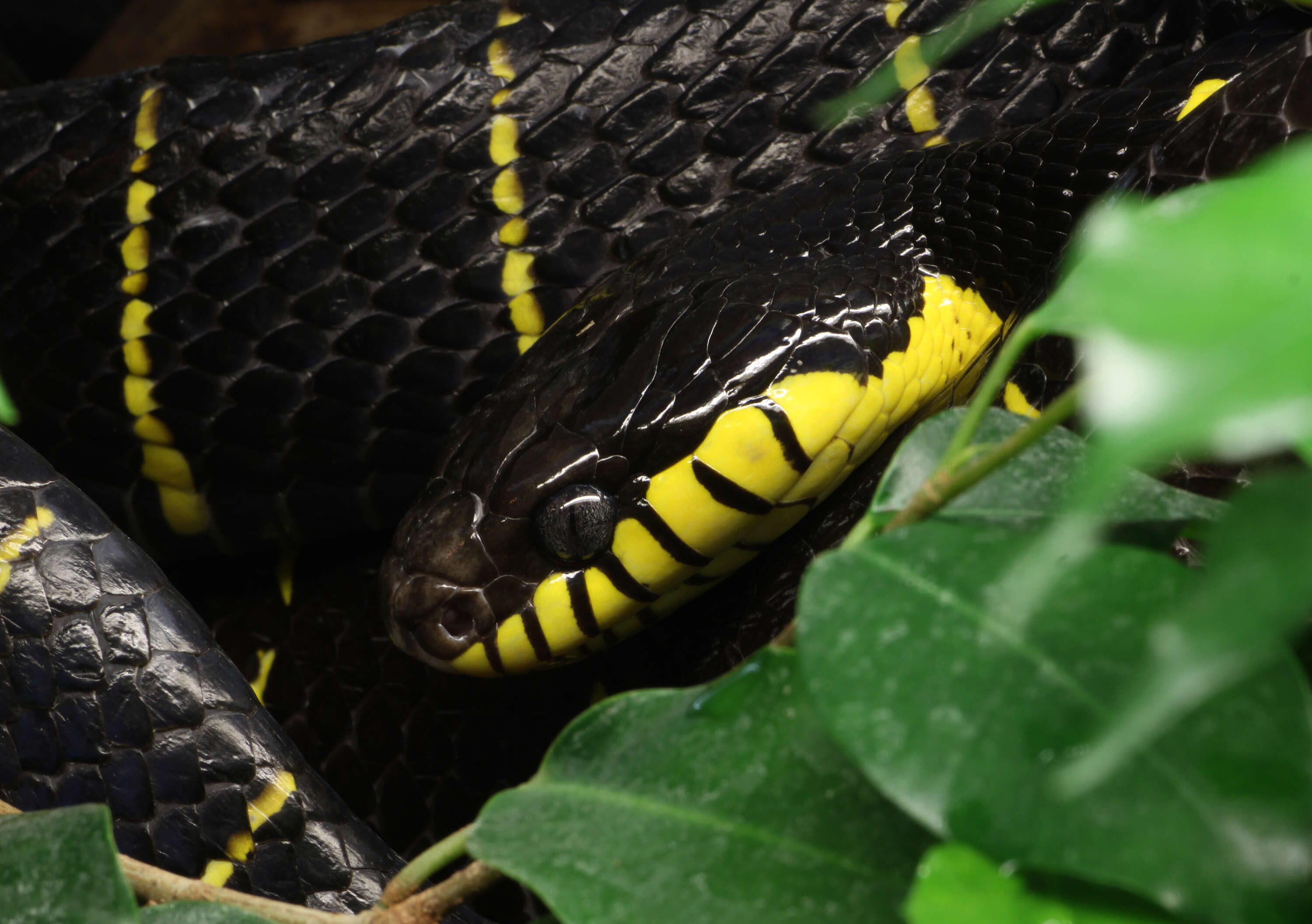 Image of Gold-ringed Cat snake