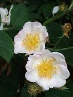 Rosa moschata J. Herrmann的圖片