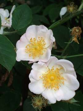 Image of musk rose