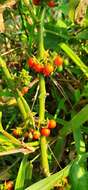 Image of Jamaican Nightshade