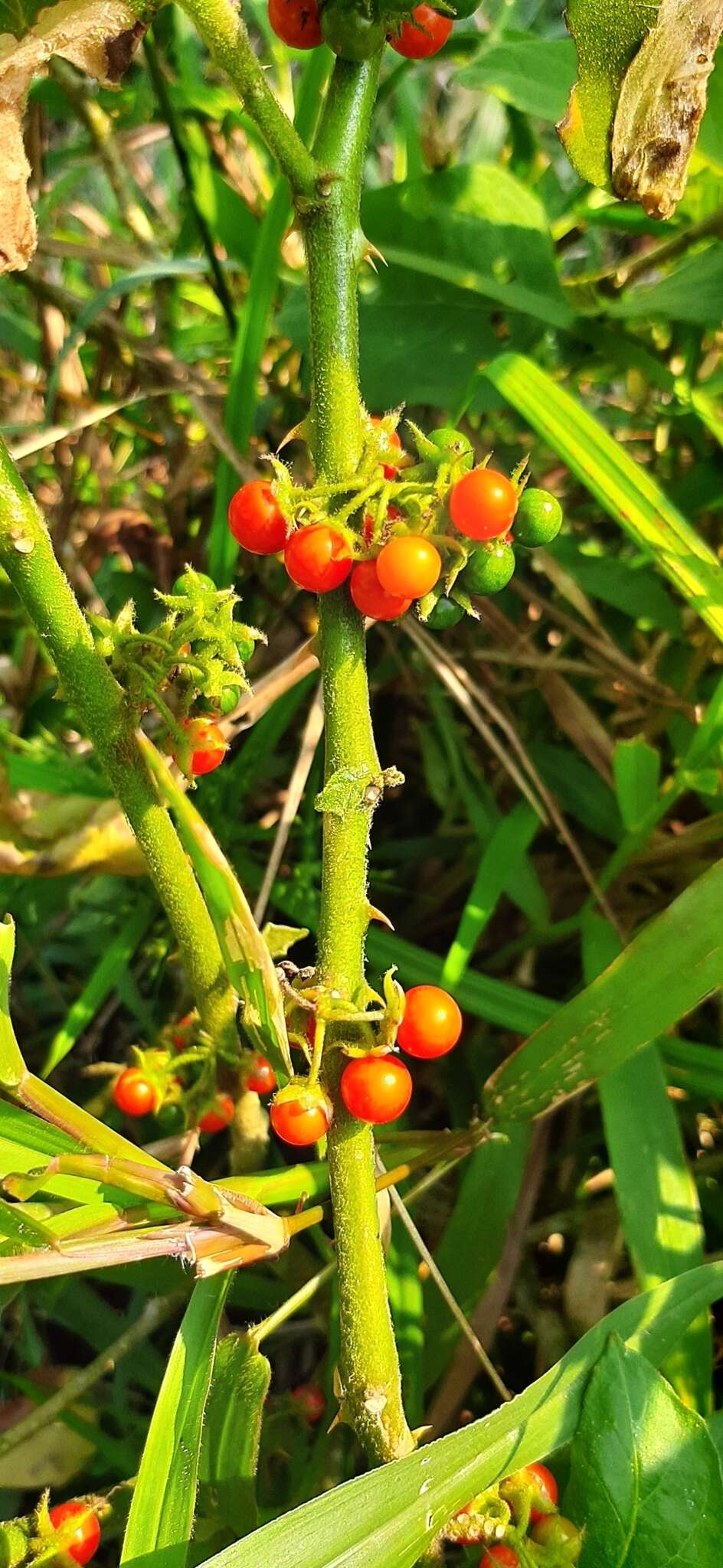 Image of Jamaican Nightshade