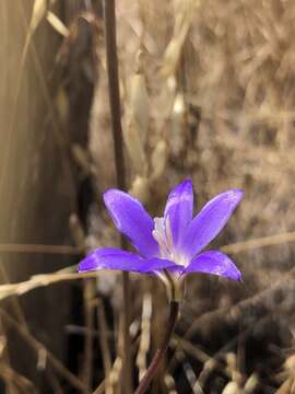 صورة Brodiaea santarosae T. J. Chester, W. P. Armstr. & Madore