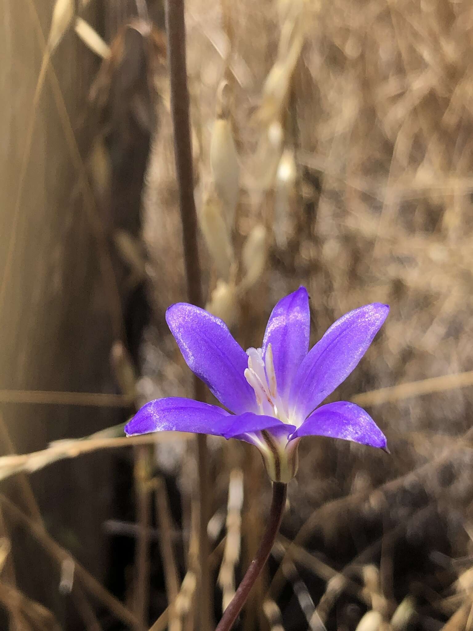 Sivun Brodiaea santarosae T. J. Chester, W. P. Armstr. & Madore kuva