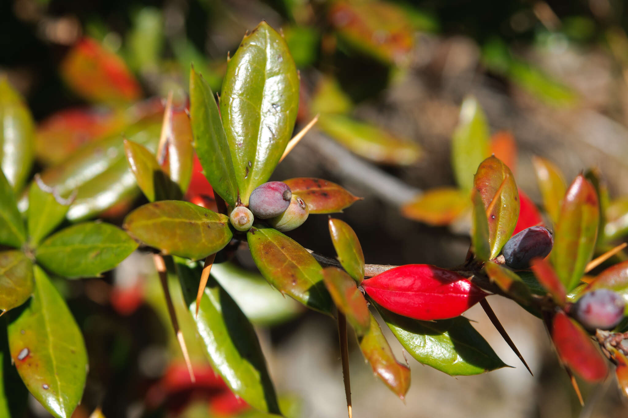 Image of Berberis nantoensis C. K. Schneid.