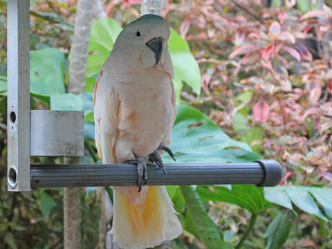 Image of Umbrella Cockatoo