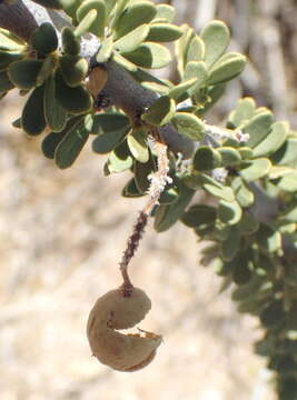 Image of Boscia foetida subsp. foetida