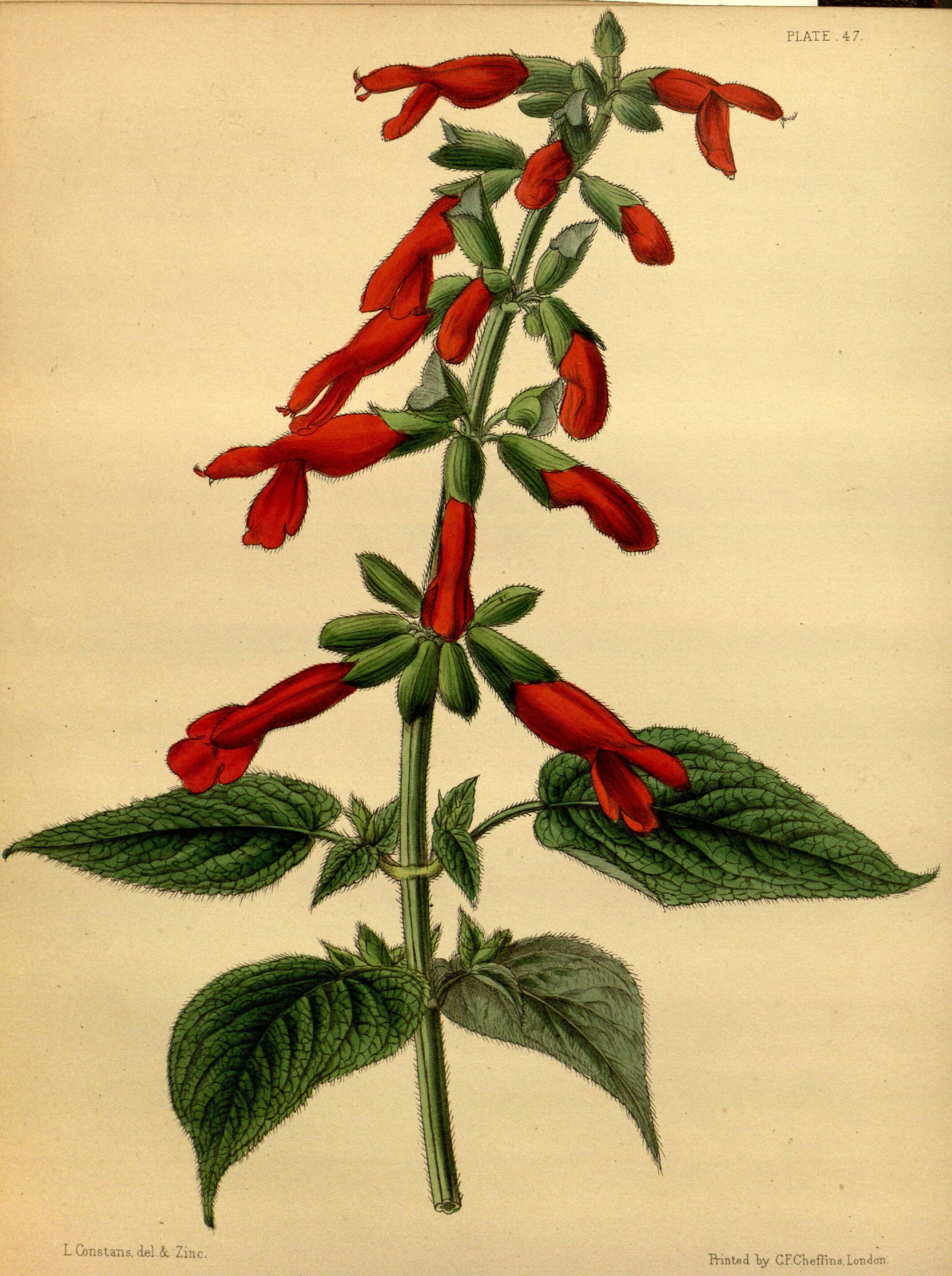 Image of Salvia gesneriflora