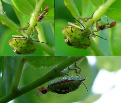 Image of Southern green stink bug