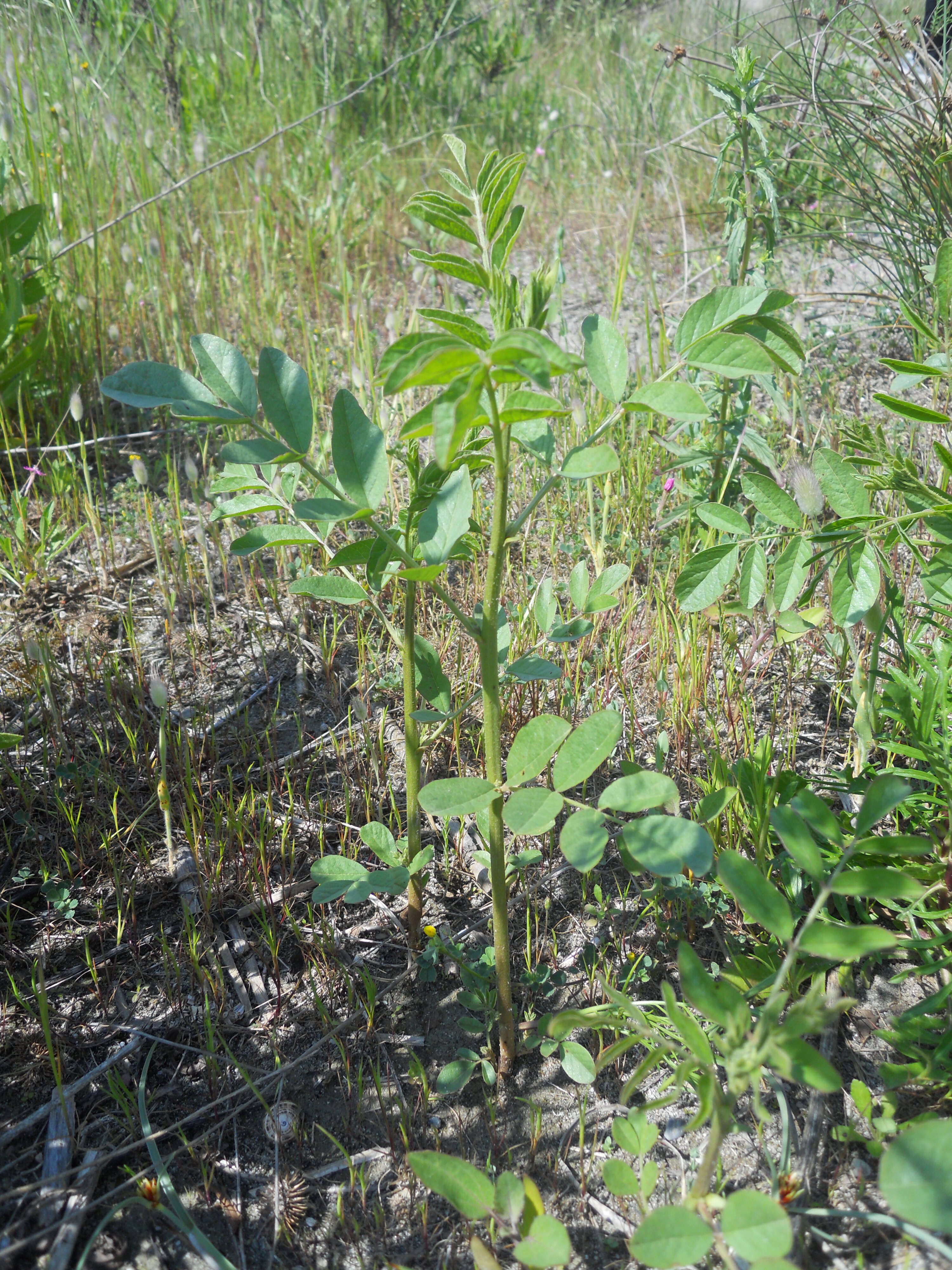 Image of cultivated licorice