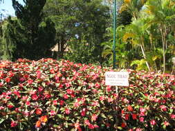 Imagem de Impatiens walleriana Hook. fil.