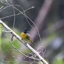 Image of Black-crested Bulbul