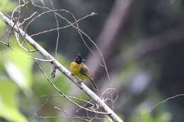 Image of Black-crested Bulbul