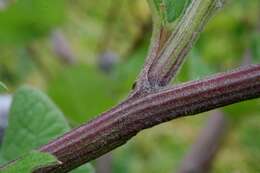 Image of common burdock