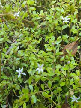 Image of Lobelia fatiscens Heenan