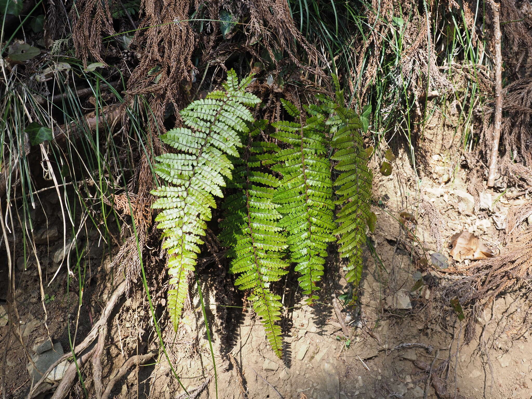 Sivun Polystichum tagawanum Kurata kuva