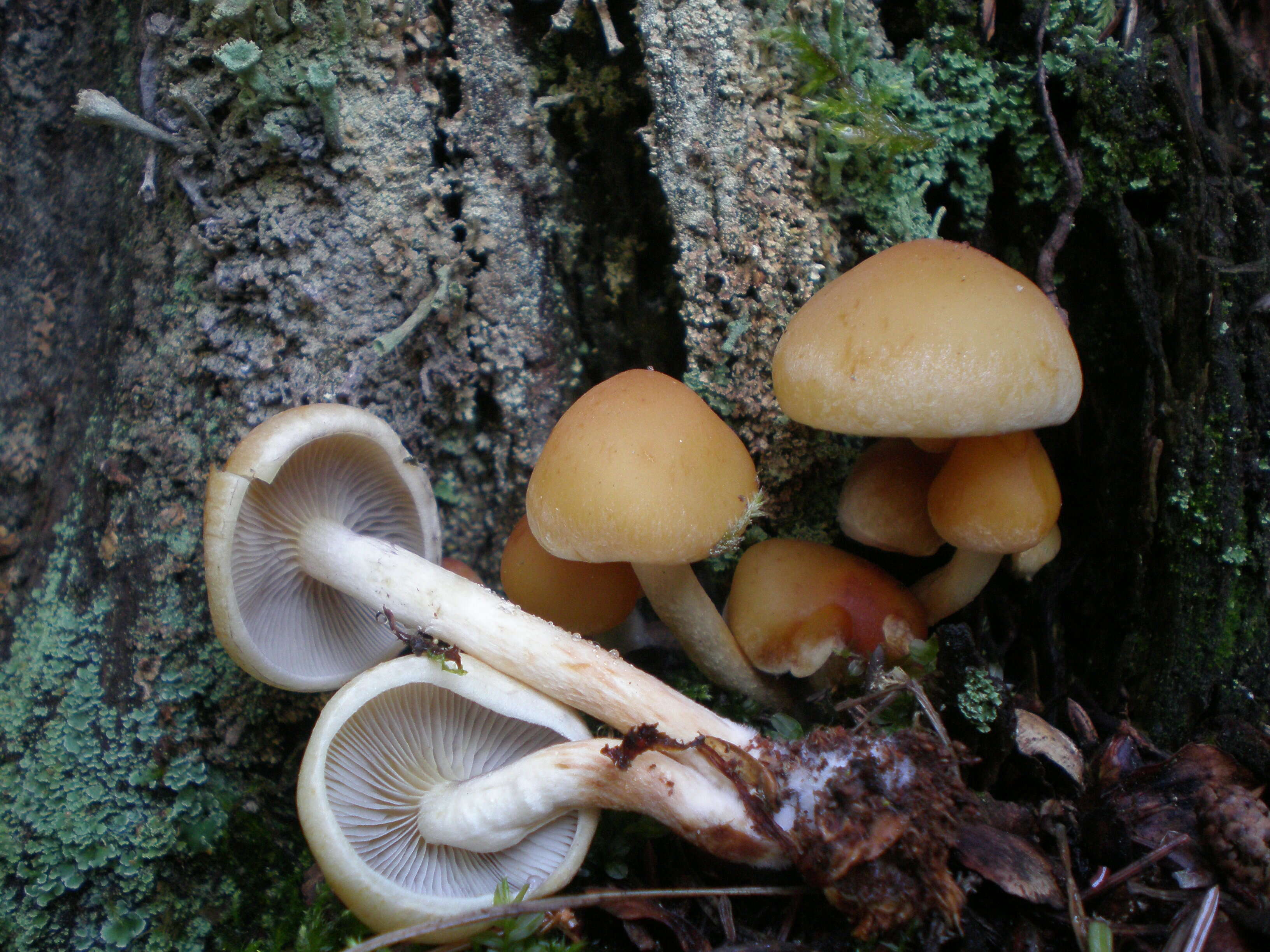 Image of Hypholoma capnoides (Fr.) P. Kumm. 1871