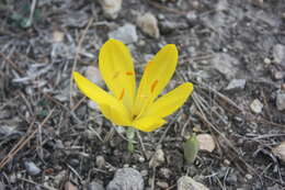 Image of winter daffodil