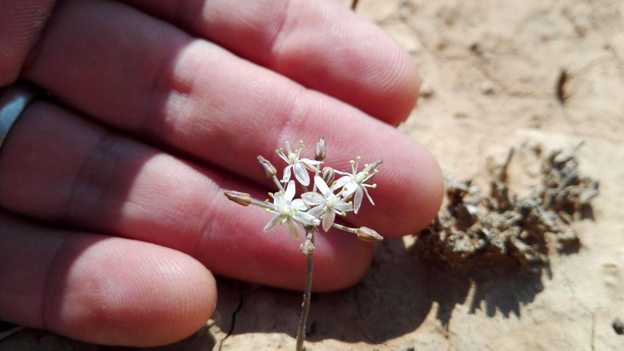 Image of Fusifilum physodes (Jacq.) Raf. ex Speta