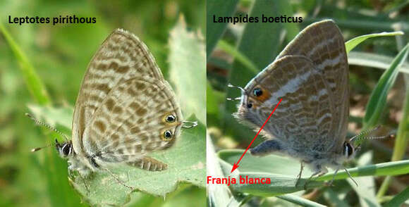 Image of Lang's Short-tailed Blue