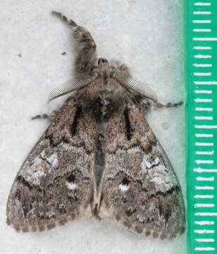 Image of Yellow-based Tussock Moth