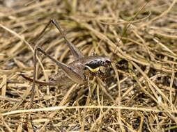 Image of Pholidoptera fallax (Fischer 1853)