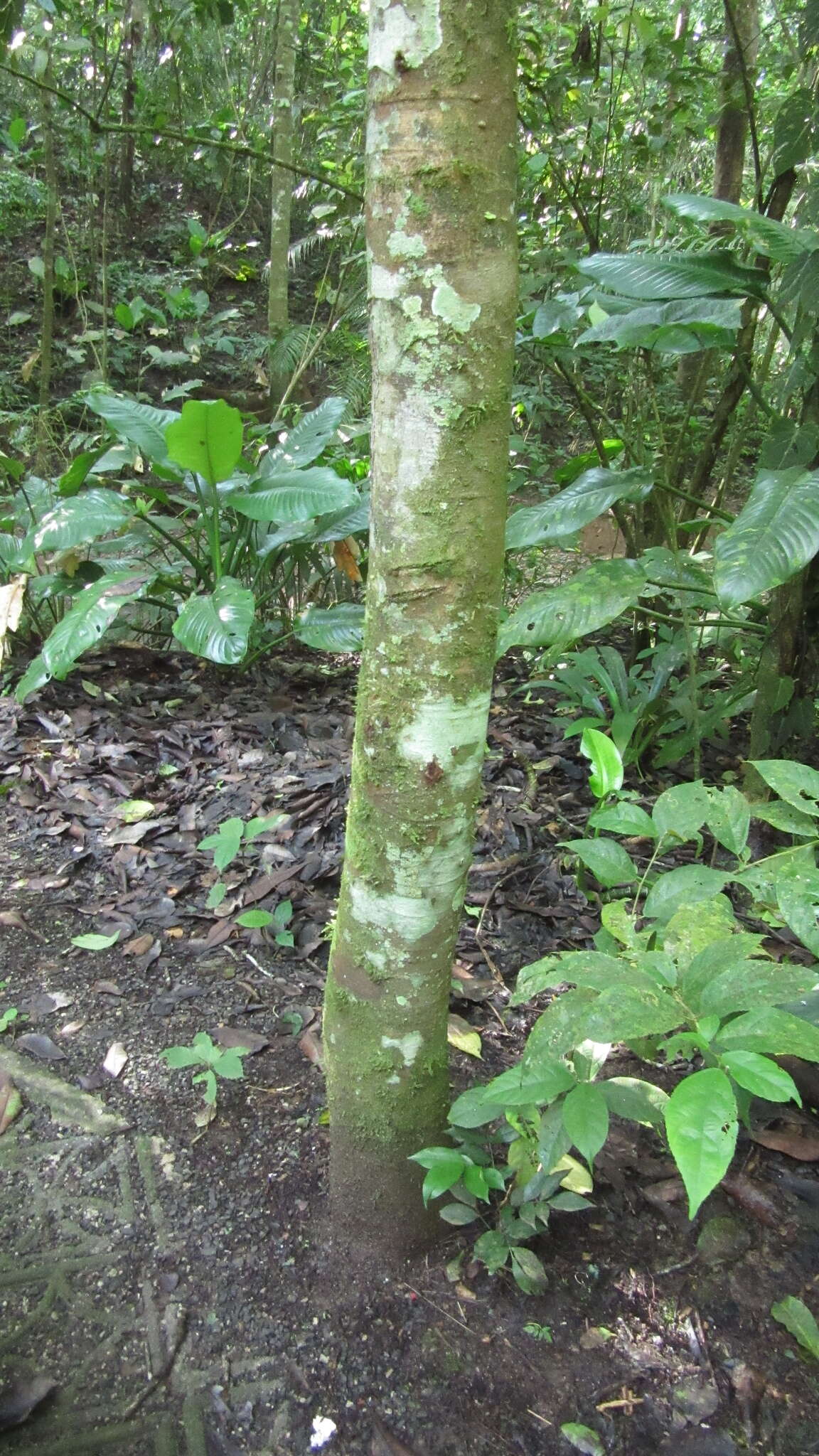 Image of Copaifera aromatica Dwyer