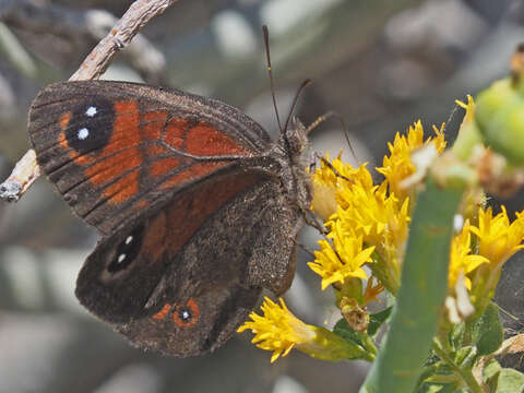 Image of Spring Widow