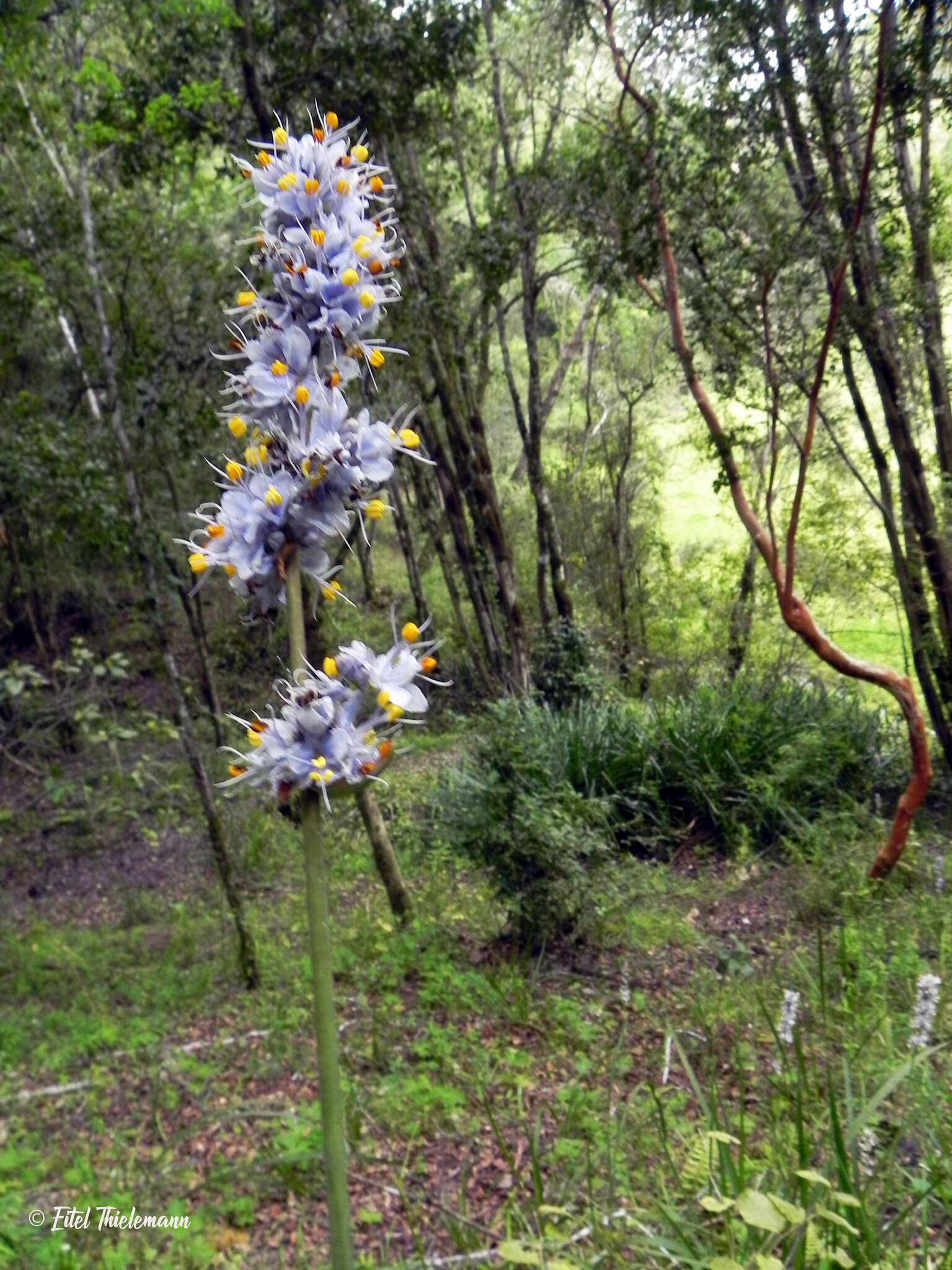 Image of Libertia sessiliflora (Poepp.) Skottsb.