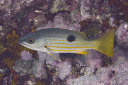 Image of Blackspot snapper