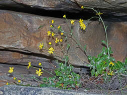 Image of Oresbia heterocarpa Cron & B. Nord.