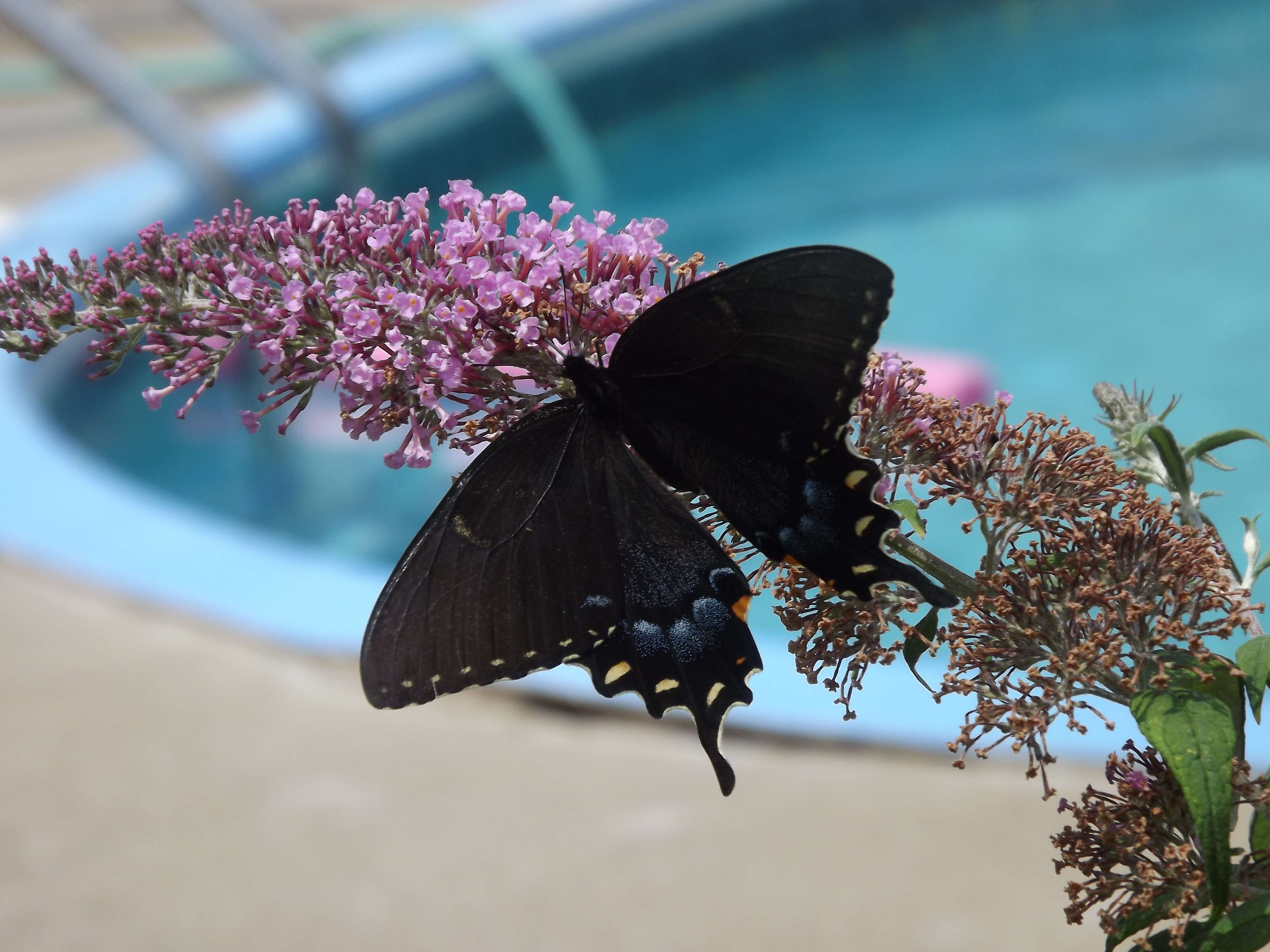 Image of Spicebush swallowtail